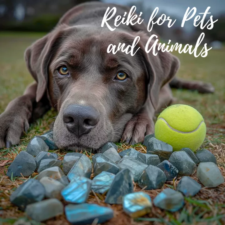 Dog with crystals and tennis balls around, outside